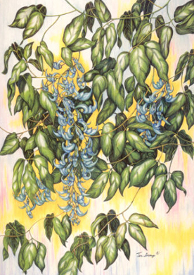 Blue Jade Vine #2
