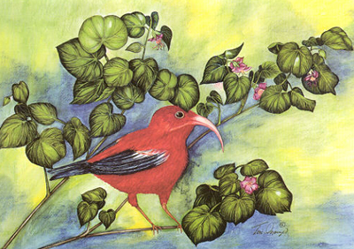 I`iwi bird