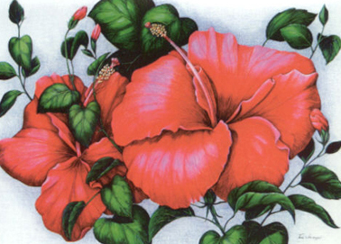 Hibiscus