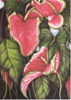 Obake Anthurium #19